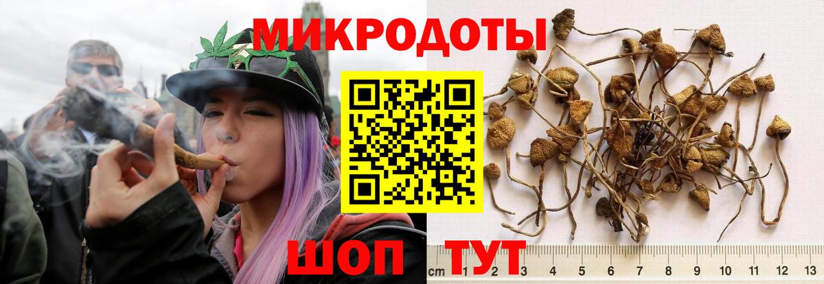 Псилоцибиновые грибы Psilocybine cubensis  Солнечногорск 